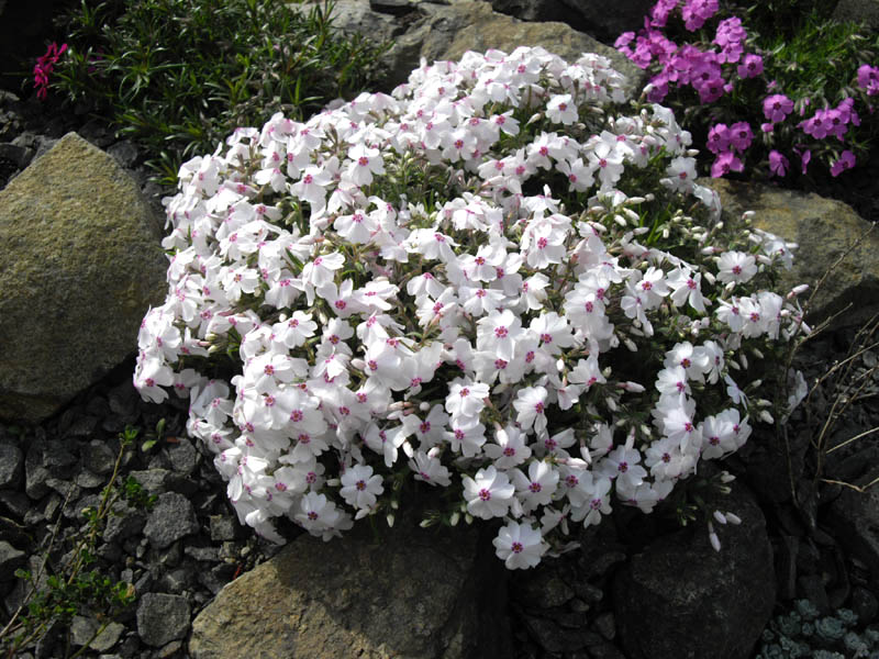 Phlox subulata 'Amazing Grace' photo